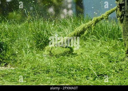 Taglio di erba verde alta con un tagliabasette a benzina nel parco, piccoli pezzi di erba tagliati dal rasaerba, volare in diverse direzioni attaccando a. Foto Stock