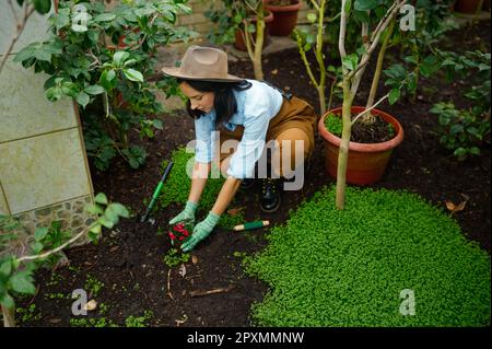 Vista dall'alto su una giovane botanica che trapiantano fiori dal vaso in terra. Lavori in serra o giardino botanico Foto Stock