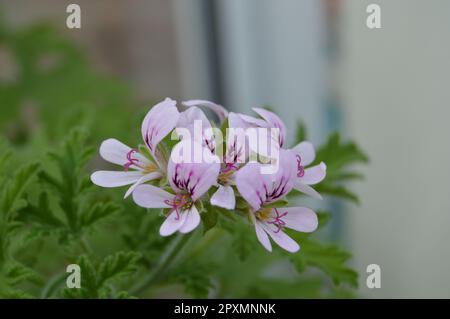 citronella, aglio selvatico e peperoncino occhio di uccelli Foto Stock