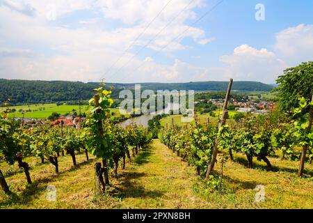 La Valle del Neckar, Vista dalla Michelsberg, Gundelsheim, Baden-Württemberg, Germania, Europa . Foto Stock