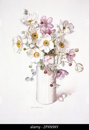 Grafica. Acquerello di fiori di Anemone giapponese in vaso. Foto Stock