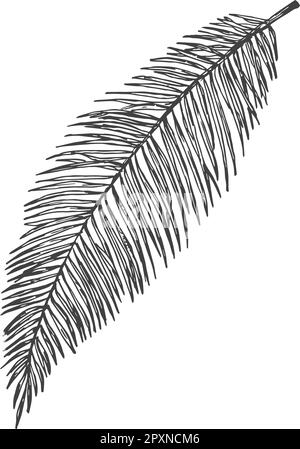 Illustrazione del vettore di Doodle disegnato a mano di Palm Branch. Floreale tropicale foglia stile di schizzo disegno isolato Illustrazione Vettoriale