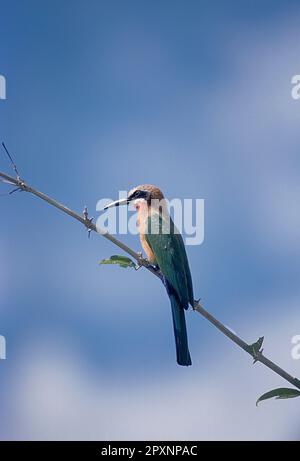 Whitefronted Gruccione (Merops bullockoides), Riserva Selous, Morogoro, Tanzania Africa Foto Stock