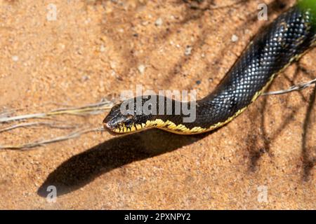 Leioheterodon madagascariensis, Malgascio gigante, innocua specie di serpente endemico, Zombitse-Vohibasia National Park, animali selvatici del Madagascar Foto Stock