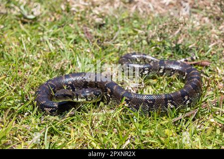 Sanzinia madagascariensis, conosciuto anche come il boa dell'albero malgascio o boa dell'albero del Madagascar, serpente di strangler non venoso endemico grande. Ranomafana Nazionale P Foto Stock