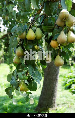 Un colpo verticale di un albero di pera con molte pere appese da esso Foto Stock