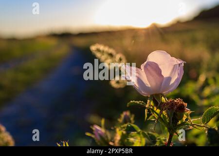 Delicata rosa rosa (Rosa canina) che fiorisce al tramonto lungo un sentiero rurale a Werbach, Taubertal, Germania Foto Stock