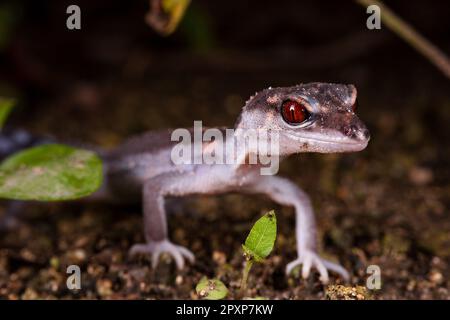 Una piccola creatura rettiliana appollaiata in cima a un pezzetto di sporcizia e circondata da un lussureggiante fogliame verde Foto Stock