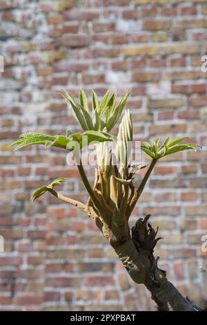 Germogli emergenti di Tetrapanax papyrifer Rex, pianta cinese di riso-carta nel giardino del Regno Unito aprile Foto Stock
