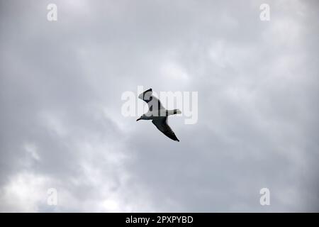 Gabbiano su cielo nuvoloso, grigio autunno Foto Stock