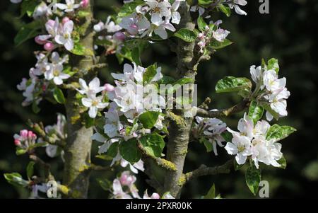 La fioritura del 'Rocket' Apple Tree in primavera Foto Stock