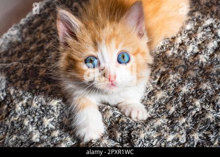 piccolo gattino rosso carino con gli occhi blu illuminati dal sole guarda nella fotocamera. Animali domestici preferiti. Foto Stock