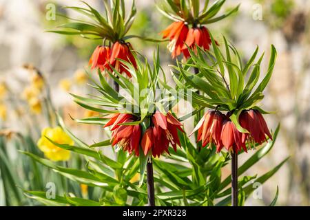 La Fritillaria imperialis, la corona imperiale, il fritillario imperiale o la corona di Kaiser, è una specie di pianta fiorita della famiglia delle Liliacee Foto Stock