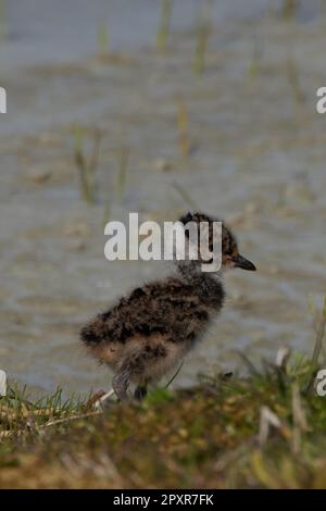 Vanellus vanellus, Kiebitz Küken, pulcino a nord Foto Stock