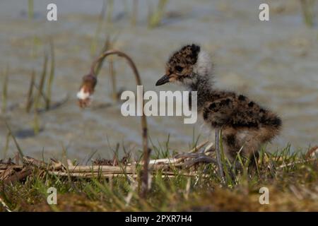 Vanellus vanellus, Kiebitz Küken, pulcino a nord Foto Stock