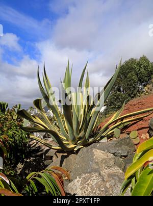 Pianta variegata del secolo -- Agave americana. Marina Rubicon, Lanzarote. Data febbraio / marzo 2023 Foto Stock