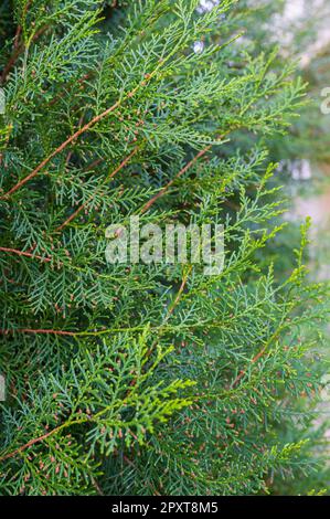 Thuja è un genere appartenente alla famiglia delle Cupressaceae, originaria dell'Alaska, della regione dei laghi del Nord America, della Cina e del Giappone. Foto Stock