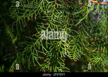 Thuja è un genere appartenente alla famiglia delle Cupressaceae, originaria dell'Alaska, della regione dei laghi del Nord America, della Cina e del Giappone. Foto Stock