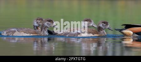 Quattro oche egiziane si gridano per una nuotata mentre sotto stretta supervisione dei suoi genitori a Home Park, Londra Foto Stock