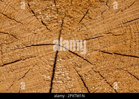 Tronchetti di legno. Registrazione di legname nella foresta. Taglio fresco tree logs impilati come texture di sfondo Foto Stock