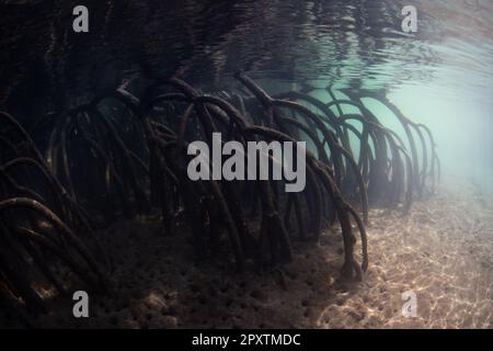 La luce solare filtra sott'acqua nelle ombre di una foresta di mangrovie che cresce in Raja Ampat, Indonesia. Le mangrovie sono habitat marini ecologicamente vitali. Foto Stock