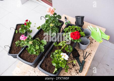 Processo di trapianto di geranio. Vasi di fiori per la decorazione del balcone o del patio e gli attrezzi del giardino. Foto Stock