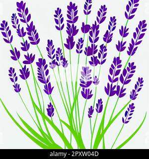 Mazzo di fiori di lavanda su sfondo bianco. lavandula è un genere di 47 specie conosciute di piante da fiore della famiglia delle menta, lamiaceae Foto Stock