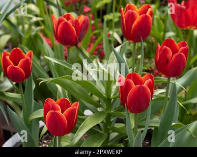 Tulipa Devenish Foto Stock