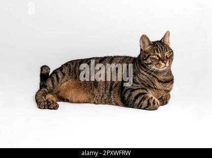 Bel gatto europeo con pelliccia grigia, nera e arancione in una posa rilassata. Gli occhi giallo-verde intenso guardano in avanti. Foto Stock