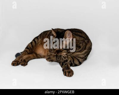 Bel gatto tabby grigio e marrone in una distesa distesa, gli occhi chiusi in un tranquillo riposo. Zampa anteriore leccata con espressione serena. Isolato su grigio b Foto Stock