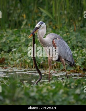 Ottimo airone blu a caccia/pesca di serpenti e pesci in Florida Foto Stock