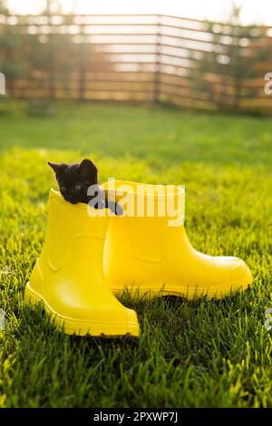 Carino gattino nero seduto in stivali gialli su erba. Concetto di immagine carino per cartoline calendari e opuscoli con animale domestico . Foto Stock