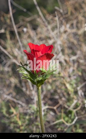 bel rosso bellissimo anemone rosso primo piano sullo sfondo di erba secca Foto Stock