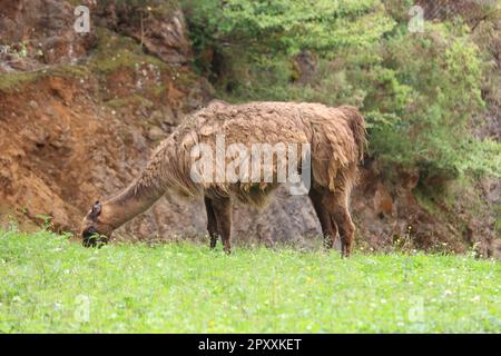 bei animali di vario tipo varietà natura esempio di vita Foto Stock