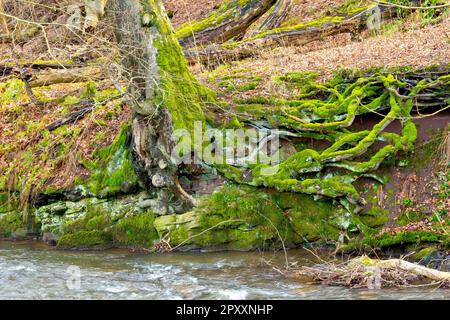 Un grande albero di faggio maturo aggrappato precariamente alla riva rocciosa di un fiume che scorre veloce, il suo esteso sistema di radici esposto e muschio coperto. Foto Stock