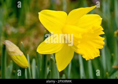 Daffodil (narciso), primo piano di un unico fiore solitario, comunemente piantato per fornire una visualizzazione del colore primaverile in un parco pubblico. Foto Stock