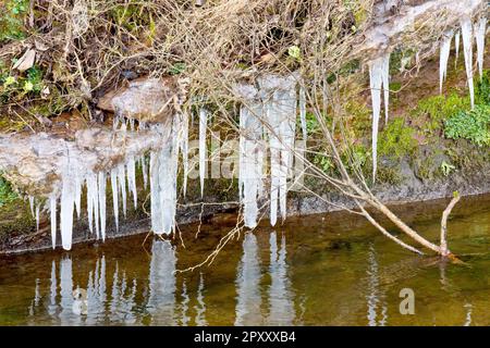Primo piano di ciclicoli appesi alle radici di piante che crescono su un ripido argine lungo il fiume e si riflettono nell'acqua sottostante. Foto Stock