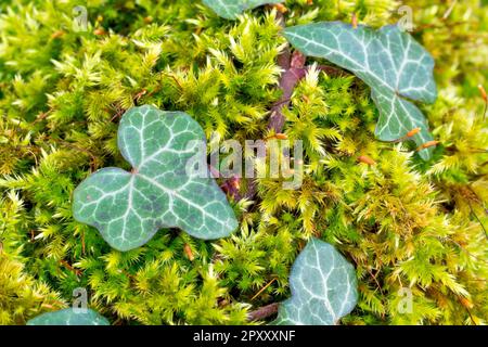 Ivy (hedera Helix), primo piano di una varietà variegata di foglie dell'arbusto rampicante che cresce attraverso il muschio sulla cima di un vecchio muro di pietra. Foto Stock