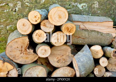 Primo piano di un mucchio di tronchi appena segati impilati contro un muro, il risultato di radere un albero caduto. Foto Stock