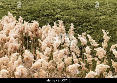 Un campo di erba alta con la parola canne su di esso Foto Stock