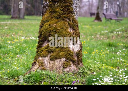 Un grande tronco di albero è cresciuto con muschio verde Foto Stock