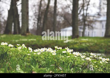 Un campo di molti piccoli fiori bianchi su uno sfondo di erba verde Foto Stock