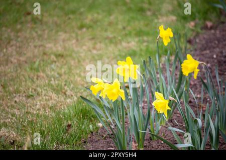 Bouquet di narcisi gialle in giardino su uno sfondo di erba verde Foto Stock