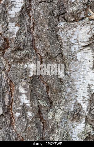 la trama della corteccia di una vecchia betulla, un motivo di corteccia di betulla con strisce turchesi nere su corteccia di betulla bianca e con la trama di betulla di legno Foto Stock