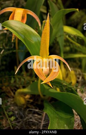 Grazioso fiore di orchidea arancione giallastro per la decorazione fiorito in estate e autunno Foto Stock