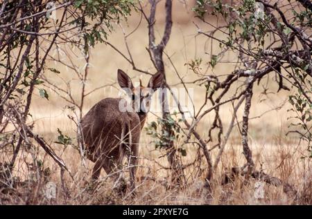 Cefalofo comune (Sylvicapra grimmia), Kruger National Park - Mpumalanga in Sudafrica Foto Stock