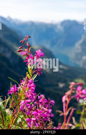 Vista dal Kehlsteinhaus verso le Alpi, Obersalzberg, Berchtesgarden, Germania Foto Stock