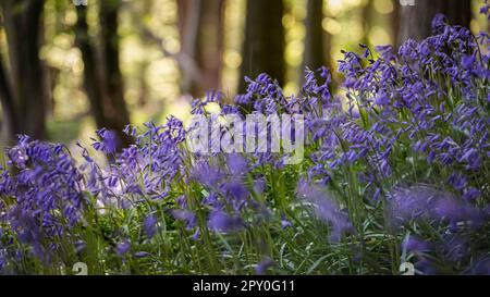 Il British Bluebell in primo piano con uno sfondo fuori fuoco noto come bokeh. Foto Stock