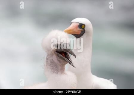 booby nazca in galapagos, ecuador Foto Stock