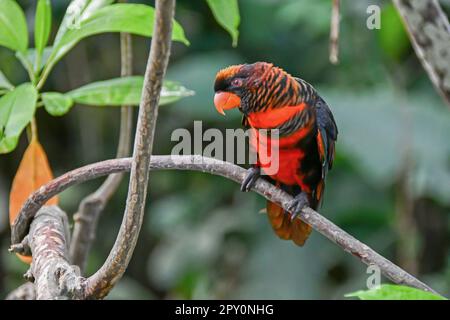 dusky lory Foto Stock